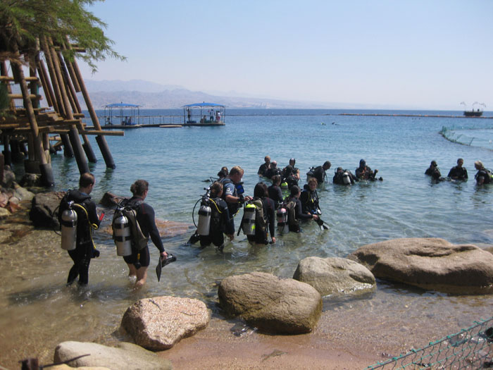 Swimming with Dolphins in Eilat
