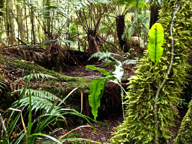 Cape Otway Maits Rest Rain Forest