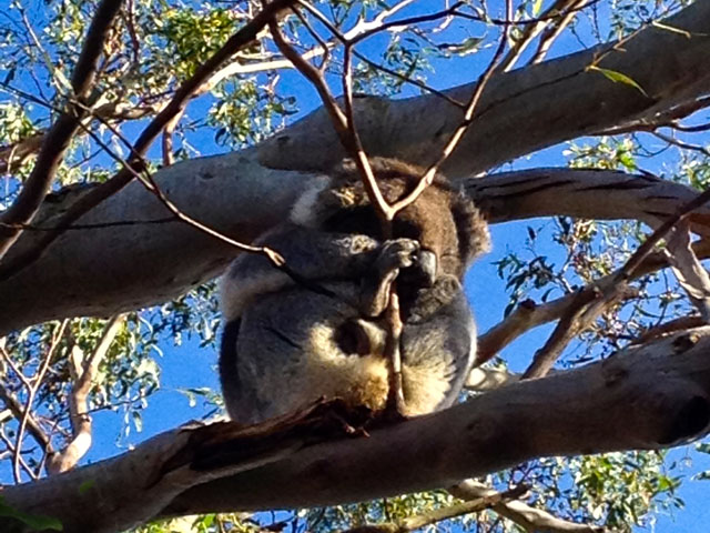 Cape Otway Koalas