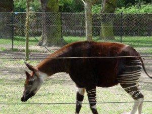 Okapi at Copenhagen Zoo