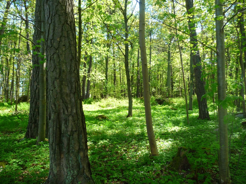 Tallinn Forest