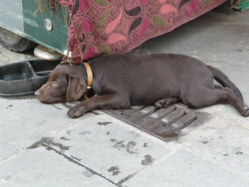 Hot Puppy In Florence