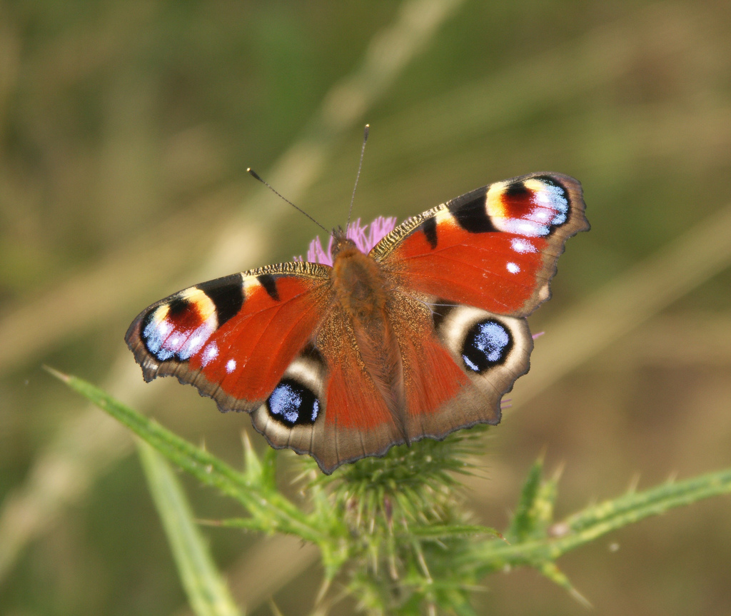 Return Of The Travel Butterflies