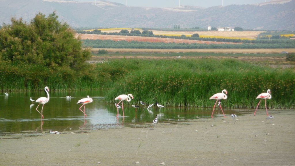 Laguna de Fuente de Piedra