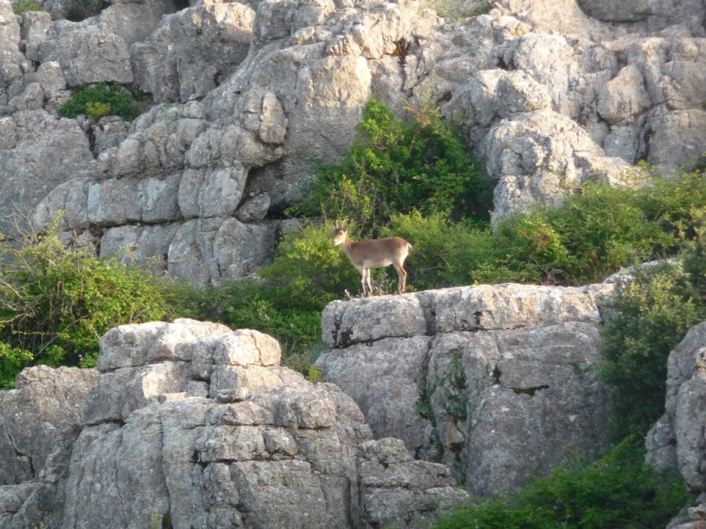 Torcal de Antequera